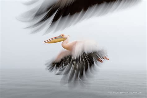 Escort Pelican Waters