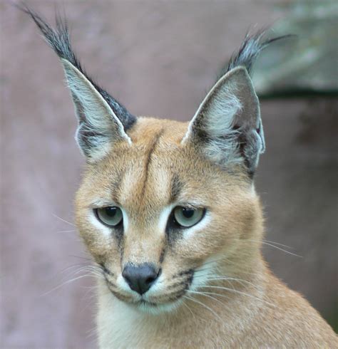Whore Caracal